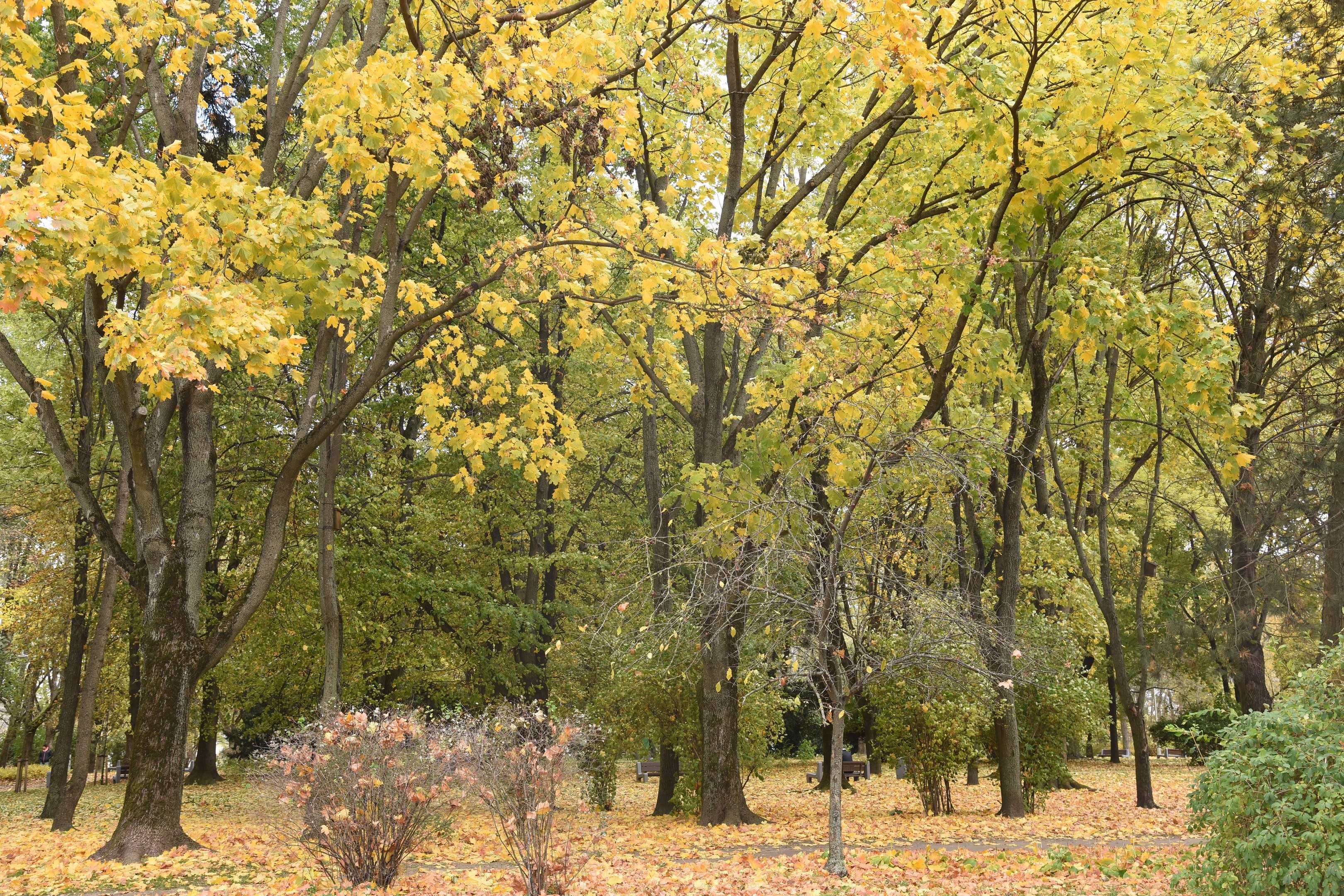 Ein üppiger Park mit hohen Bäumen, die ein schattiges Dach bilden, umgeben von verstreuten Herbstblättern auf dem Boden.