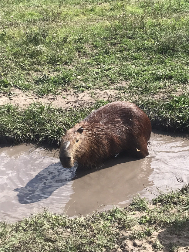 Ein Kapibara teilweise im Wasser in einem Zoo, mit grünem Gras im Hintergrund.
