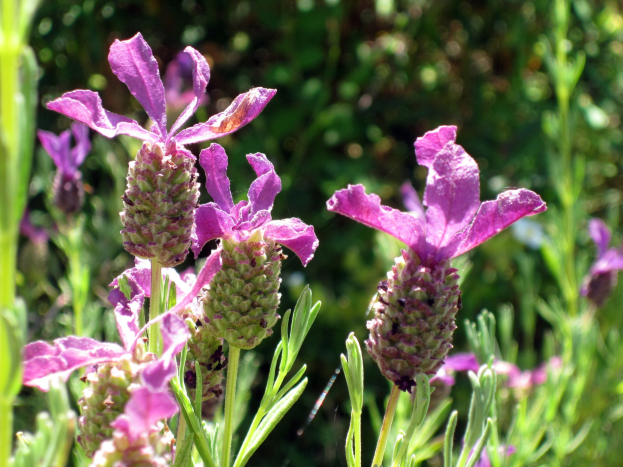 Nahaufnahme von französischen Lavendelblüten mit leuchtend violetten Blütenblättern und grünen Blättern in einem leicht unscharfen Hintergrund.