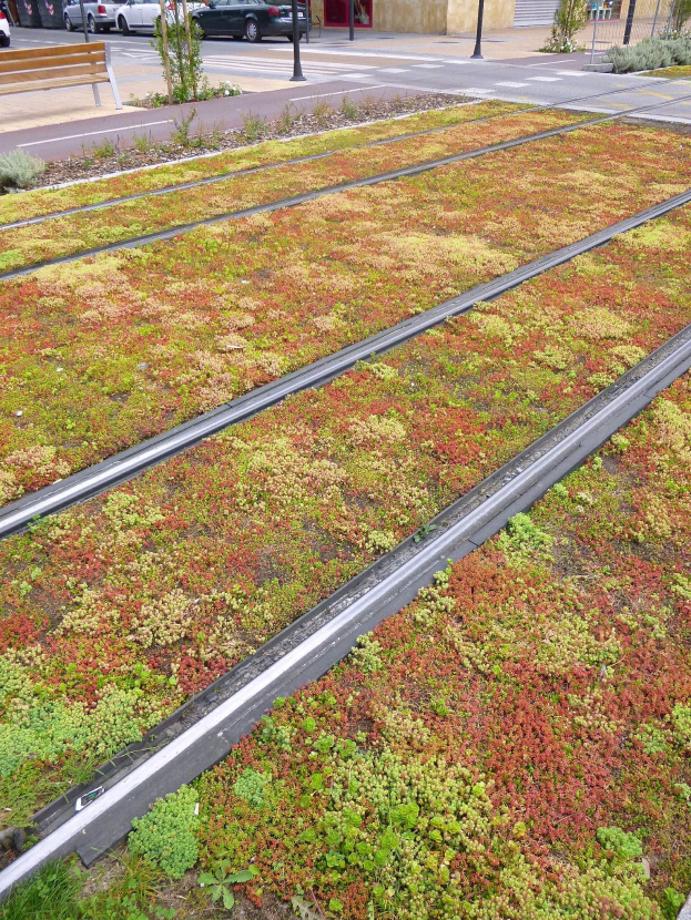 Grünes Dach mit Vegetation an einem Gebäude neben einer Straße mit Fahrzeugen, einer Bank, Strommasten, Bäumen und anderen Gebäuden im Hintergrund.