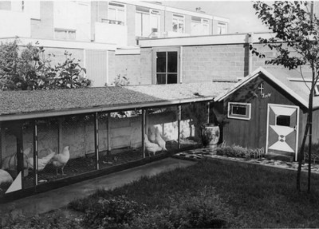 Schwarz-weißes Foto von Hühnern in einem Stall umgeben von Gras, Pflanzen, Bäumen und einem Gebäude mit Fenstern im Hintergrund.