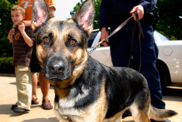 Ein Polizist steht neben einem schwarzen, braunen und weißen Deutschen Schäferhund an der Leine, mit Menschen, Fahrzeugen, Bäumen und Himmel im Hintergrund.