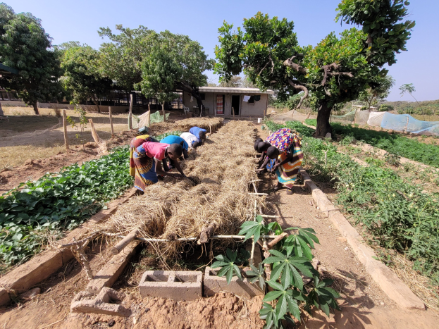 Gruppe von Frauen, die in einem grasbewachsenen Feld mit Pflanzen, Bäumen und einem Haus im Hintergrund unter einem sichtbaren Himmel arbeiten.