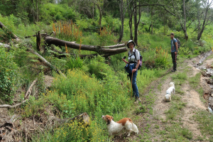 Zwei Personen spazieren mit ihren Hunden auf einem Waldweg, umgeben von Bäumen, Pflanzen, Blumen, Gras, Steinen und einem klaren blauen Himmel.