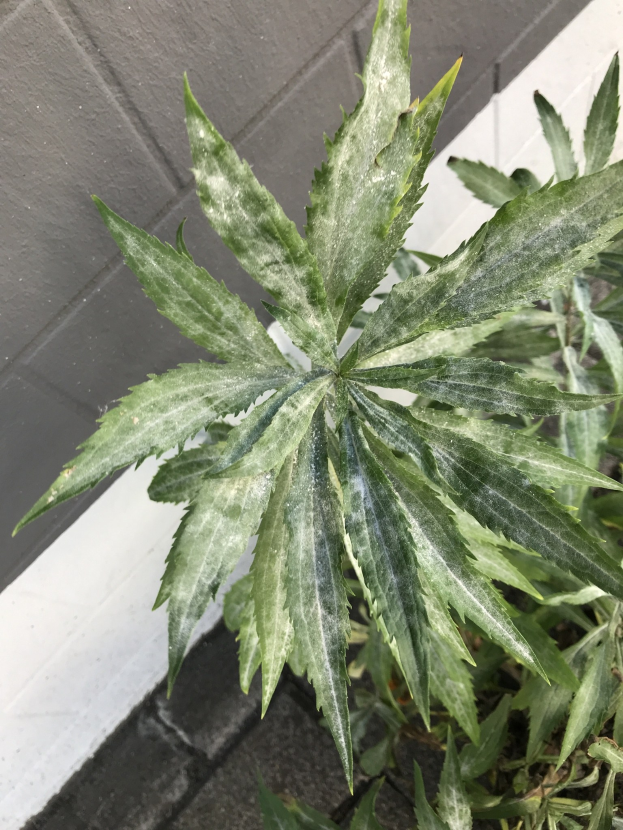 Ein Nahaufnahme eines Hanfgewächses in einem Topf auf einem Gehweg, mit einer Wand im Hintergrund, das üppige grüne Blätter und einen dicken Stamm zeigt.