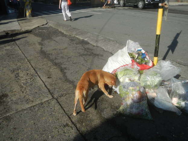 Ein Hund steht neben einem Haufen Müllsäcke auf einer Straße, mit Menschen, Fahrzeugen, Gebäuden und Bäumen im Hintergrund unter einem klaren blauen Himmel.