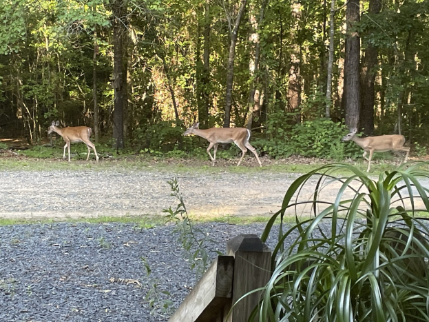 Drei Rehe auf einem Kiesweg in einem bewaldeten Gebiet, mit einem hölzernen Zaun und Bäumen im Hintergrund.