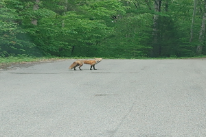 Ein Fuchs spaziert in der Mitte einer Straße zwischen Bäumen