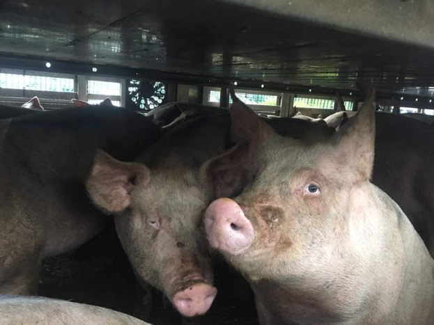 Eine Gruppe von Schweinen, die in einem Stall mit einem Schuppen und Fenstern im Hintergrund steht und besorgt aussieht.